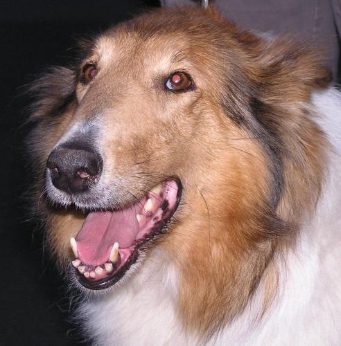 Georgia a Adult Female Collie adopted through Collie Rescue