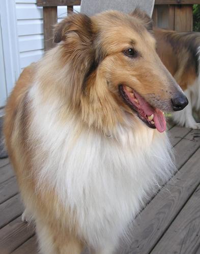 Glinda a Adult Female Collie adopted through Collie Rescue