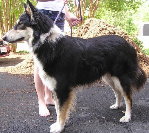 Jackson a Adult Male Collie / Husky adopted through Collie Rescue