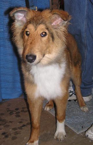Jasper a Baby Male Collie adopted through Collie Rescue
