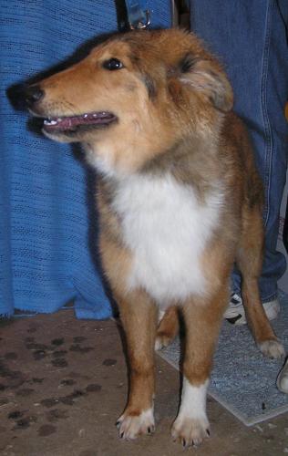 Jasper - photo 3