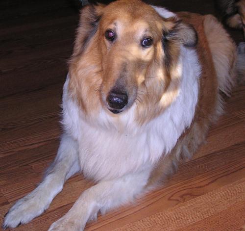 Lassie a Adult Female Collie adopted through Collie Rescue