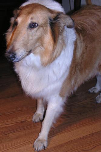 Lassie - photo 2