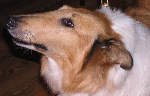Lassie - photo 3
