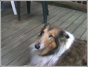 Lassie a Senior Female Collie adopted through Collie Rescue