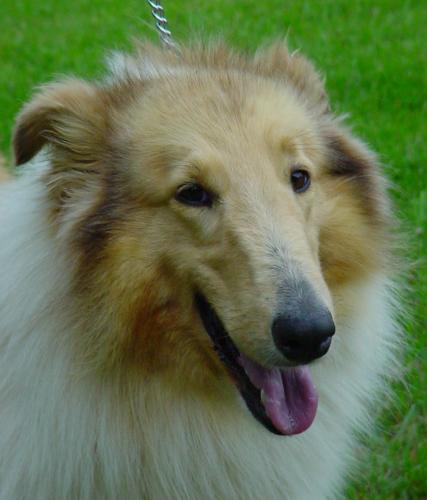 Maddie a Adult Female Collie adopted through Collie Rescue