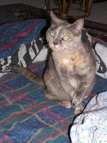 Mia a Young Female Dilute Tortoiseshell / Tortoiseshell / Mixed adopted through Collie Rescue