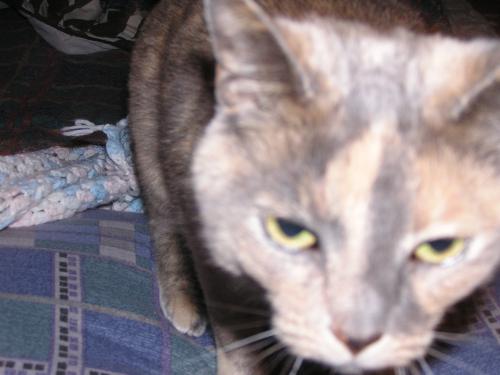 Mia - photo 3