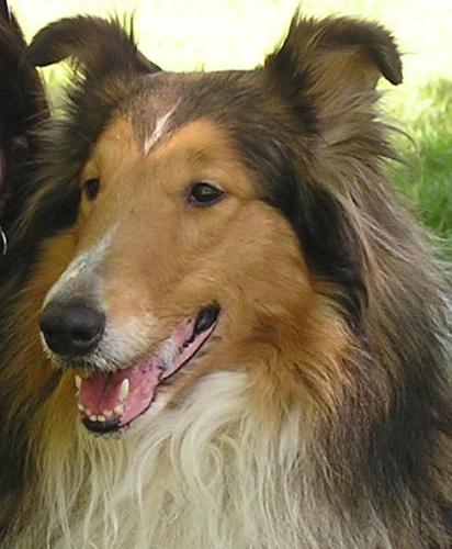 Prince a Adult Male Collie adopted through Collie Rescue