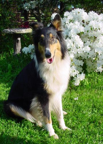 Sabrina a Young Female Collie adopted through Collie Rescue