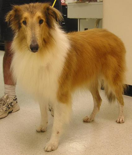 Sebastian a Young Male Collie adopted through Collie Rescue