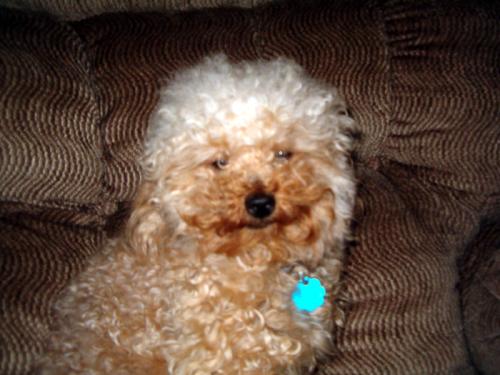 Shelby a Adult Female Poodle adopted through Collie Rescue