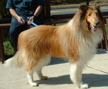Star a Adult Male Collie adopted through Collie Rescue