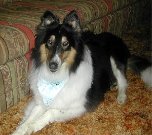 Sugar Baby a Adult Female Collie adopted through Collie Rescue