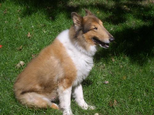 Ripley a Adult Male Collie (long coat) adopted through Collie Rescue