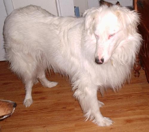 Jack #3 - photo 3