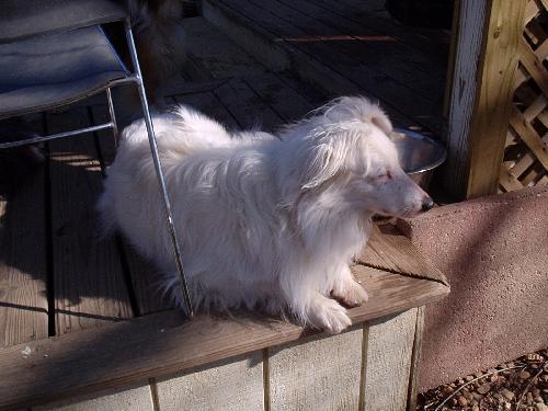 Jack #3 a Adult Male Collie / Shetland Sheepdog Sheltie / Mixed (long coat) adopted through Collie Rescue