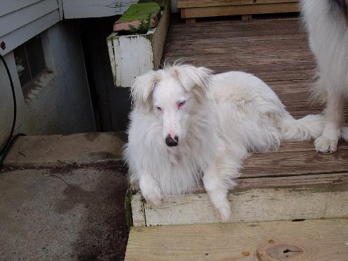 Jack #3 - photo 4