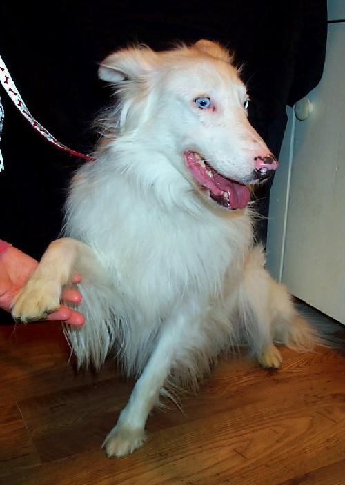 Jill a Adult Female Collie / Shetland Sheepdog Sheltie / Mixed (long coat) adopted through Collie Rescue