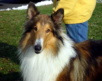 Blaze a Young Male Collie (long coat) adopted through Collie Rescue