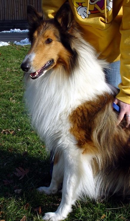 Blaze - photo 2