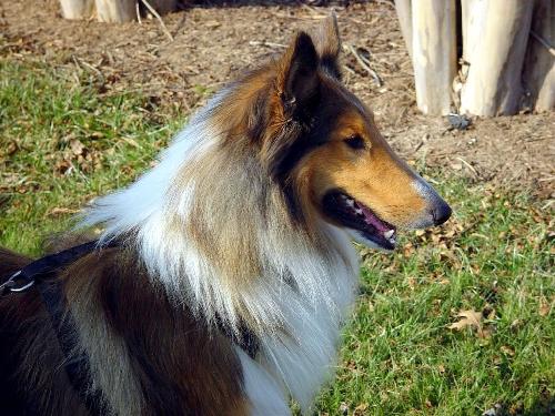 Blaze - photo 3