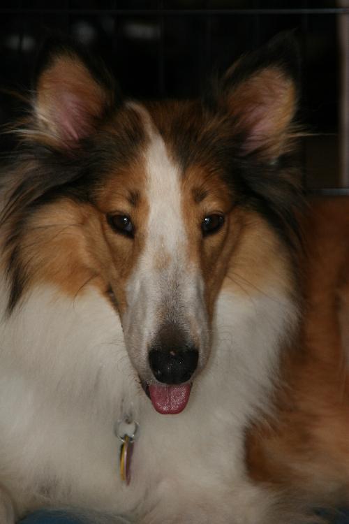 Foxy a Adult Female Shetland Sheepdog Sheltie / Collie / Mixed (long coat) adopted through Collie Rescue