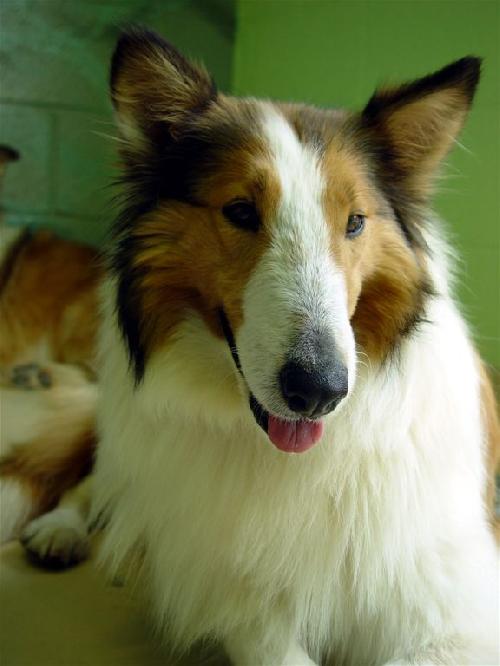 Foxy - photo 3