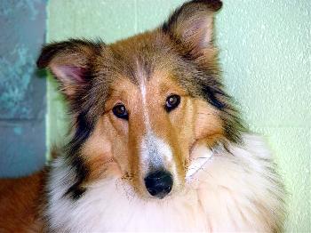 Kensy a Young Female Collie / Shetland Sheepdog Sheltie / Mixed (long coat) adopted through Collie Rescue