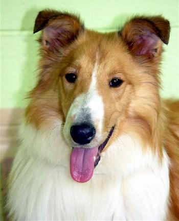 Nigel a Young Male Collie / Shetland Sheepdog Sheltie / Mixed (long coat) adopted through Collie Rescue