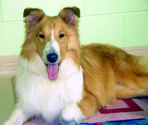 Nigel - photo 2
