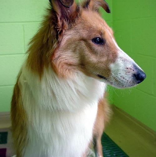 Nigel - photo 3