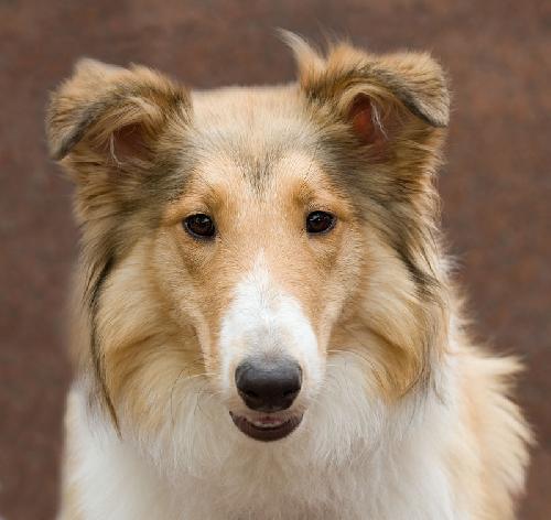Austin a Young Male Collie / Shetland Sheepdog Sheltie / Mixed (long coat) adopted through Collie Rescue