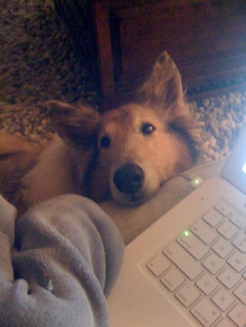 Lacie a Adult Female Collie (long coat) adopted through Collie Rescue