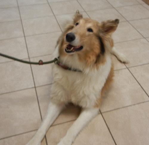 Lacie - photo 3
