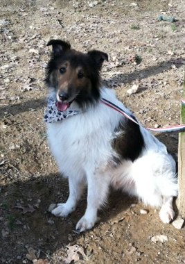 Finn a Adult Male Collie (long coat) adopted through Collie Rescue