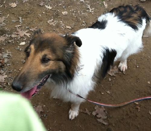 Finn - photo 2