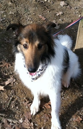 Finn - photo 3