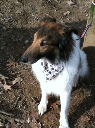 Finn - photo 4
