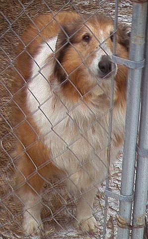 Lass a Adult Female Collie (long coat) adopted through Collie Rescue