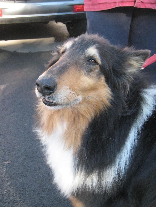 Shep a Adult Male Collie (long coat) adopted through Collie Rescue