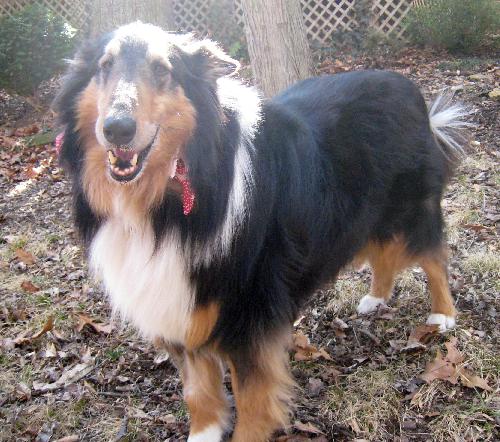 Shep - photo 2