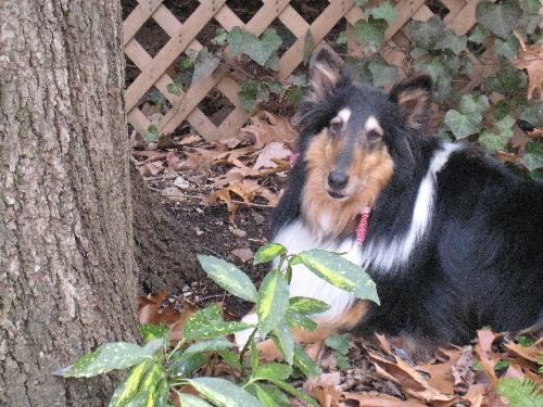 Shep - photo 3