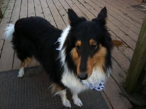 Melanie a Adult Female Collie (long coat) adopted through Collie Rescue