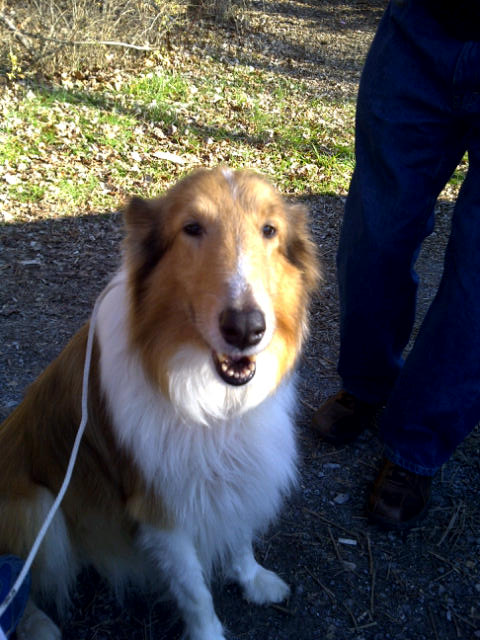 Laddie a Adult Male Collie (long coat) adopted through Collie Rescue