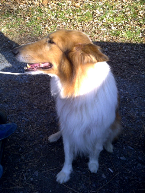 Laddie - photo 2