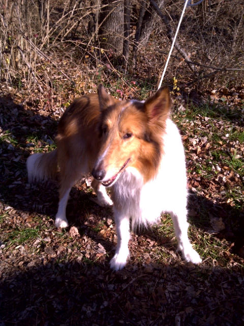 Laddie - photo 3