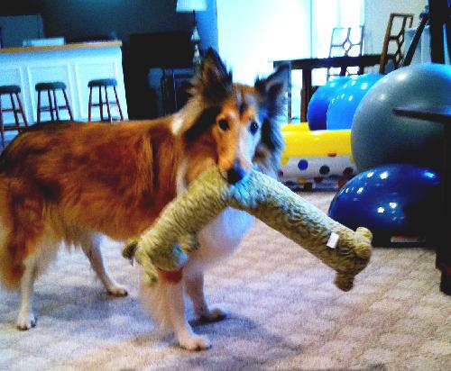 Firefly a Adult Female Collie (long coat) adopted through Collie Rescue