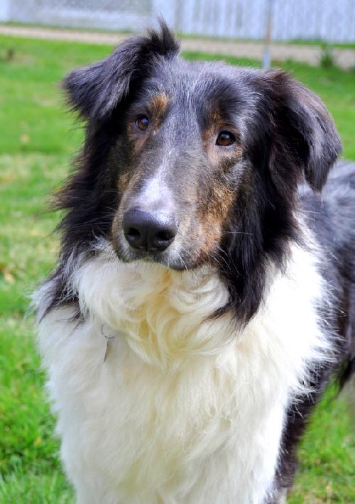 Lance a Adult Male Collie (long coat) adopted through Collie Rescue