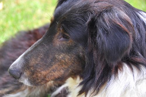 Lance - photo 4